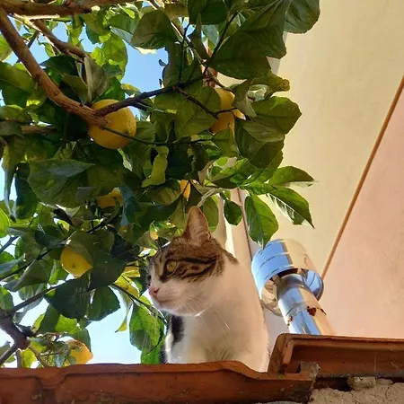 Bilocale Climatizzato A 850m Dalla Casa Katia Apartment *