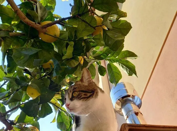 Katia's Quiet Little Appartement *